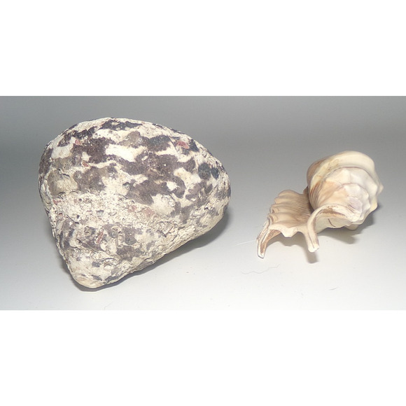 Natural Real Sea Shells Spike Spider Conch Magpie Shell Seashell Nautical Decor - Picture 4 of 14